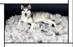 毛質(zhì)差、過度脫毛？華興重磅推出犬美毛處方糧