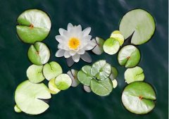 夏至丨夏花燦爛，愛至美好